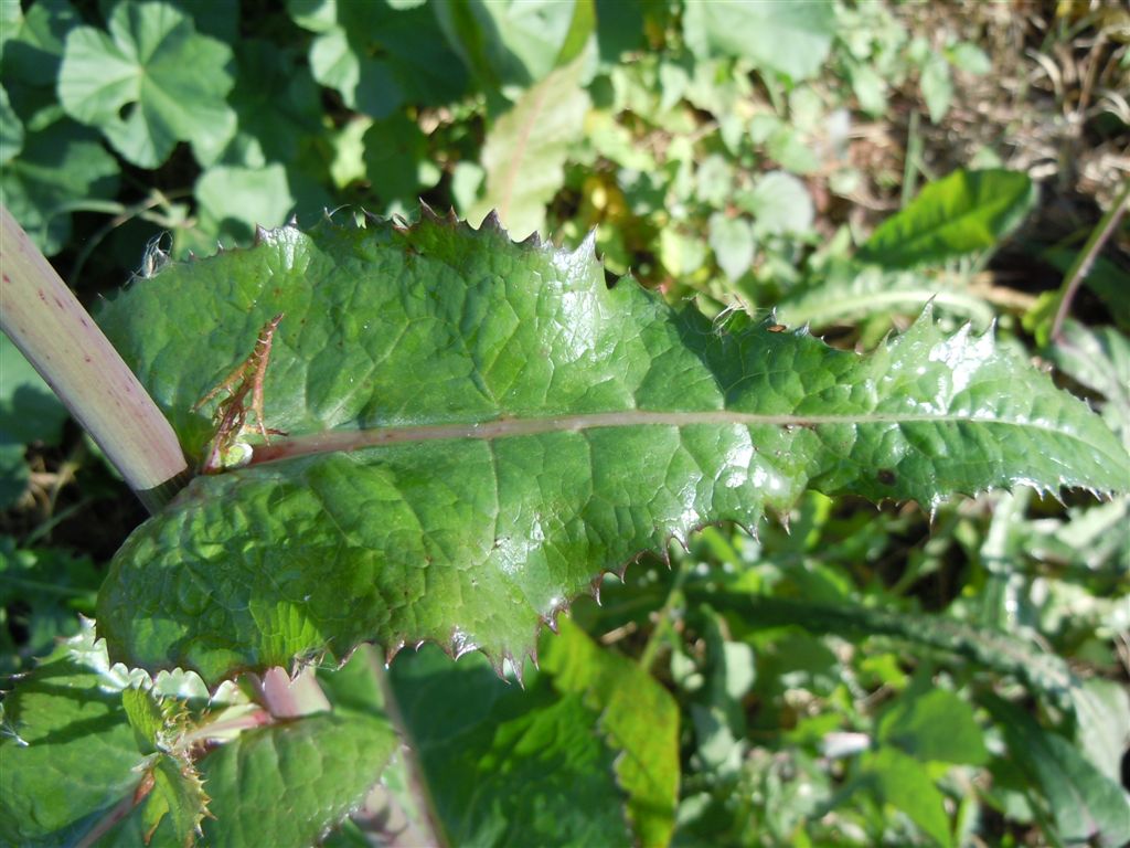 Pianta sul lago D''Averno - Sonchus cfr. tenerrimus